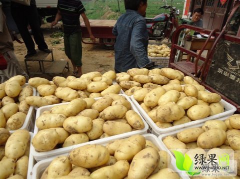 肥城土豆价格最新行情，变化中的学习助力实现梦想与自信
