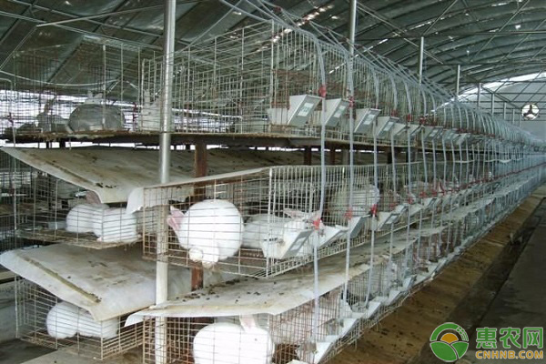 最新肉兔行情分析与概览