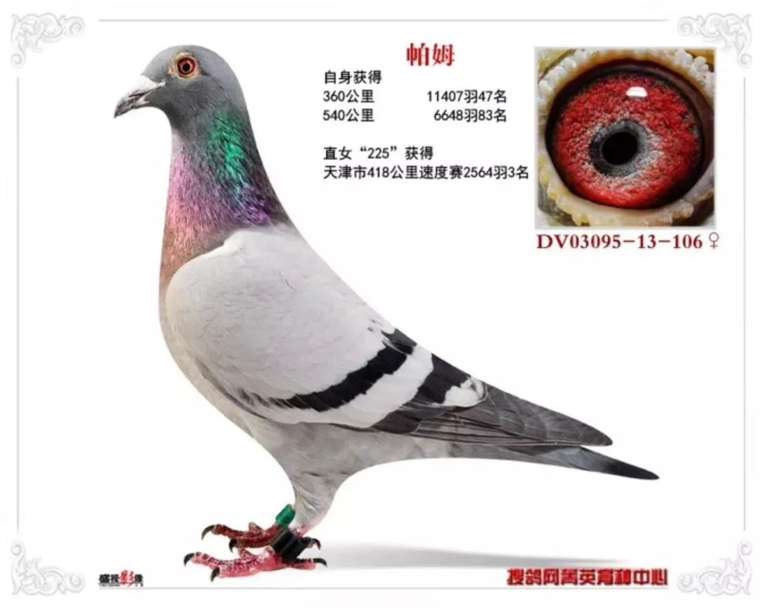 搜鸽网李永生最新鸽赛视频，自然美景的探索之旅纪实