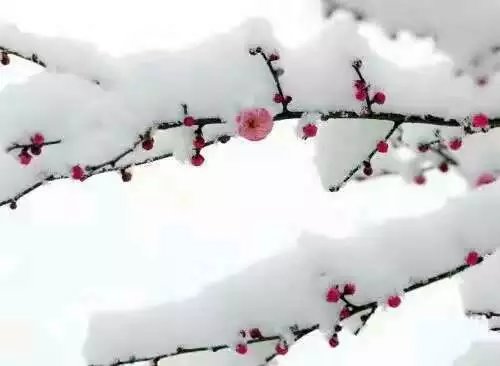 2017正版梅花诗精选