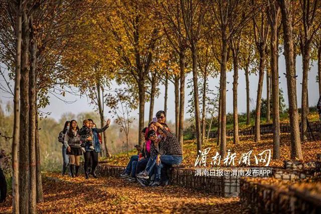 最新格桑花资讯动态，花开盛景，美丽绽放